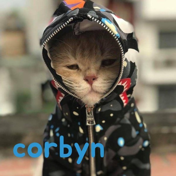 крутая кошка