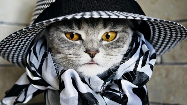 кошка в шляпке