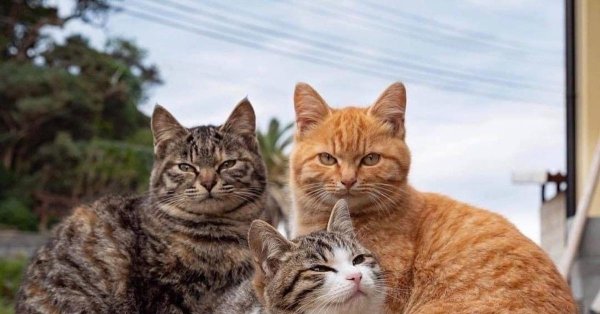 кошки трио