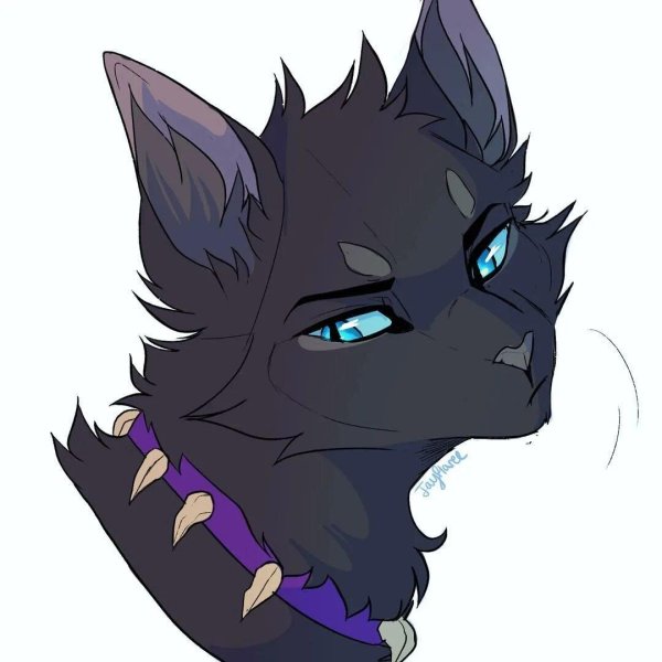 кот воитель бич