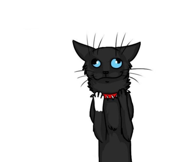 бич кот воитель