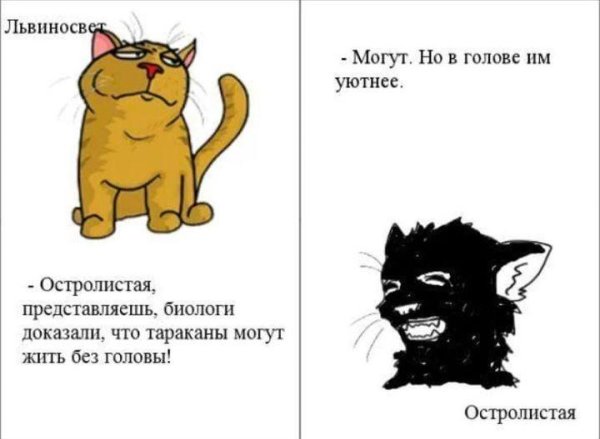 коты воители приколы