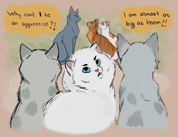 коты воители мемы