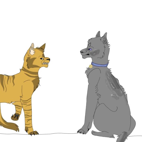 кот воители