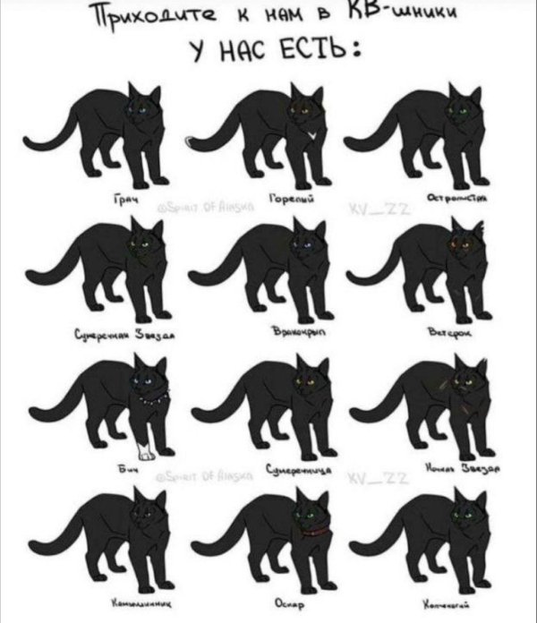 кот воители