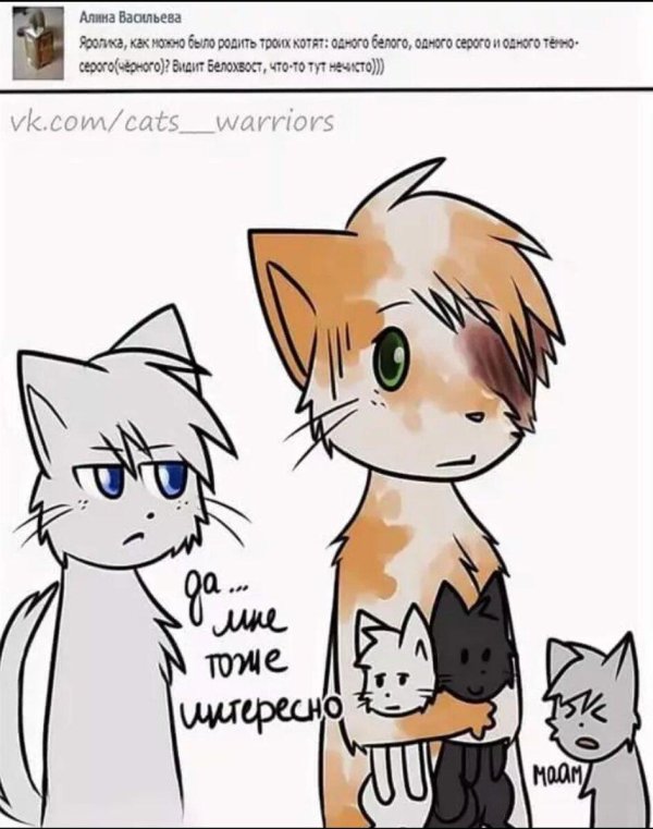 кот воители