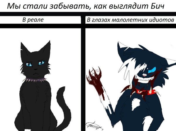 бич из котов воителей