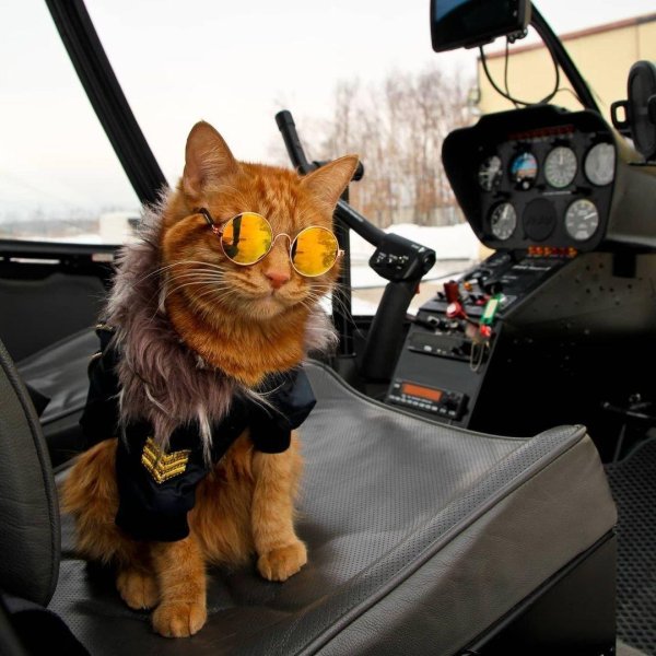 кот симба владивосток