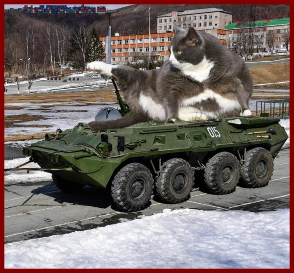 бтр 80 бронетранспортер