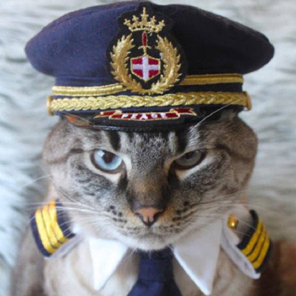 кот офицер