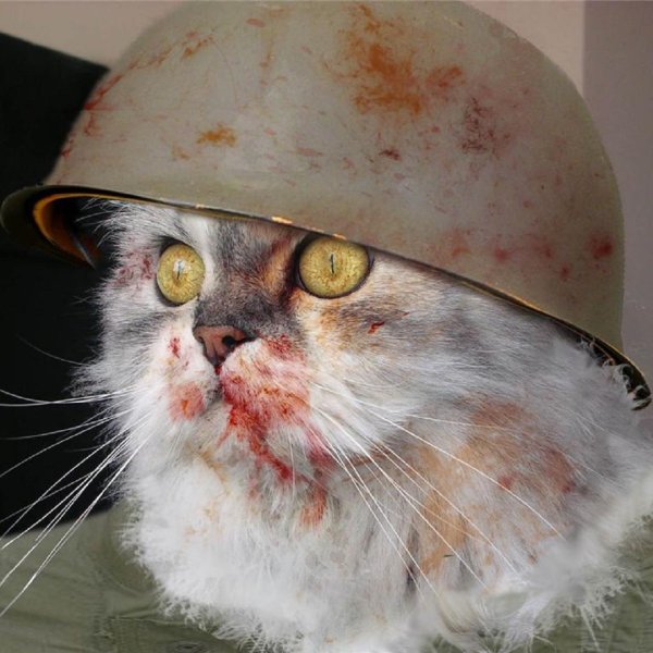 котик в каске военной