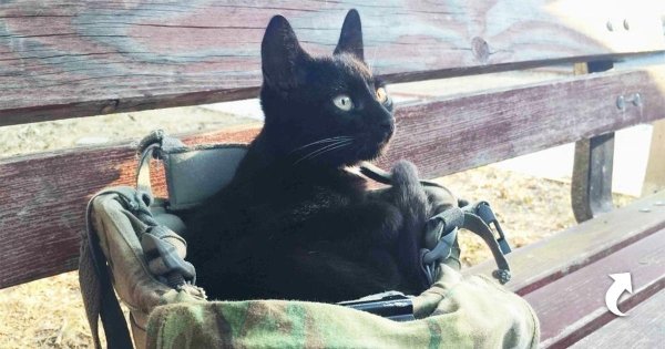 военные котики