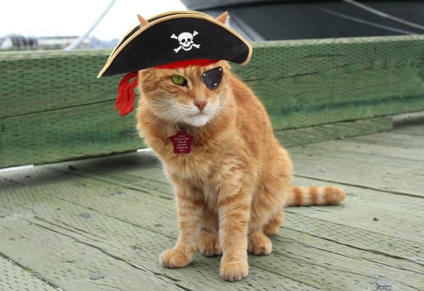 котенок пират