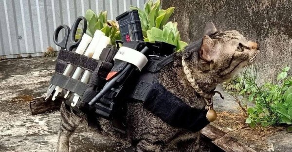 кошка тактическая