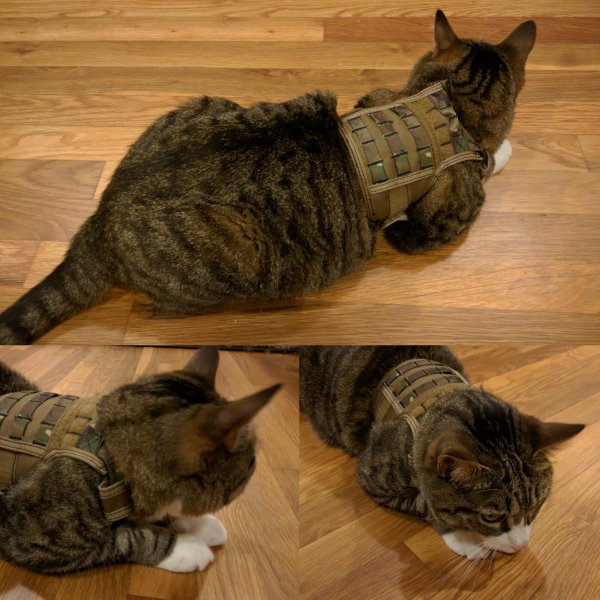 кошачий бронежилет