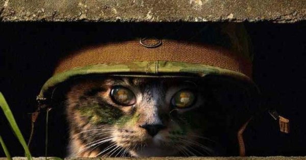 котик военный