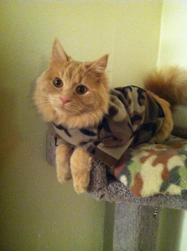 кошка в камуфляже