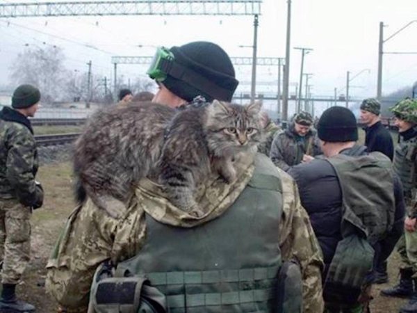 русский солдат с котом