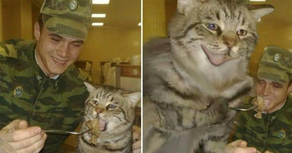 швейные войска демотиватор