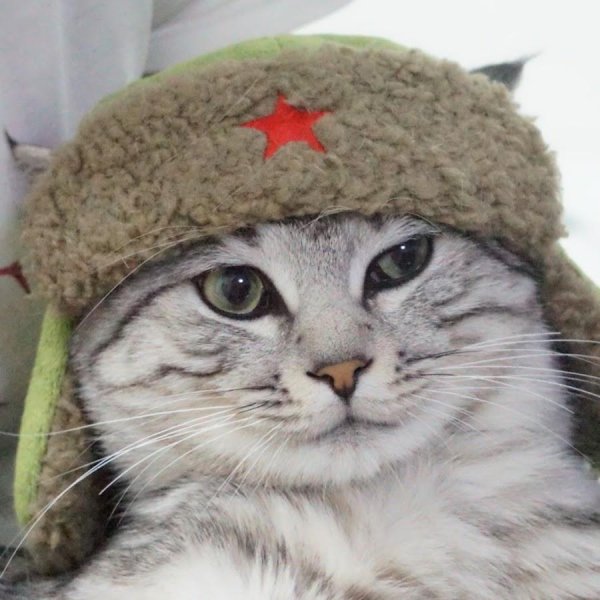 котик в шапке ссср