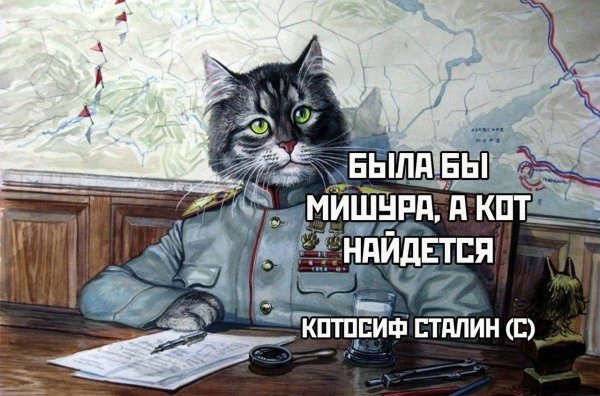 коты александра завалий