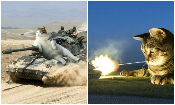 боевой котик