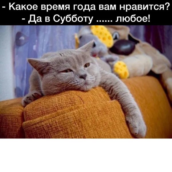 Суббота коты