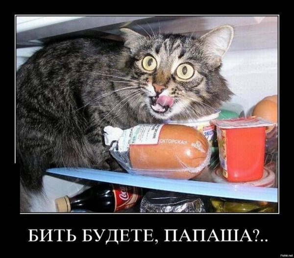 кот с колбасой