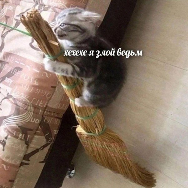 метла ведьмы