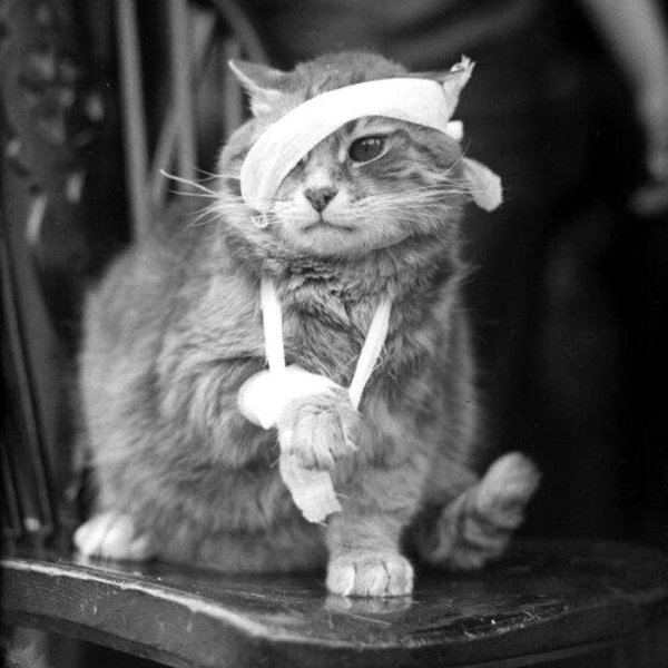 я вернулся здравствуй мура