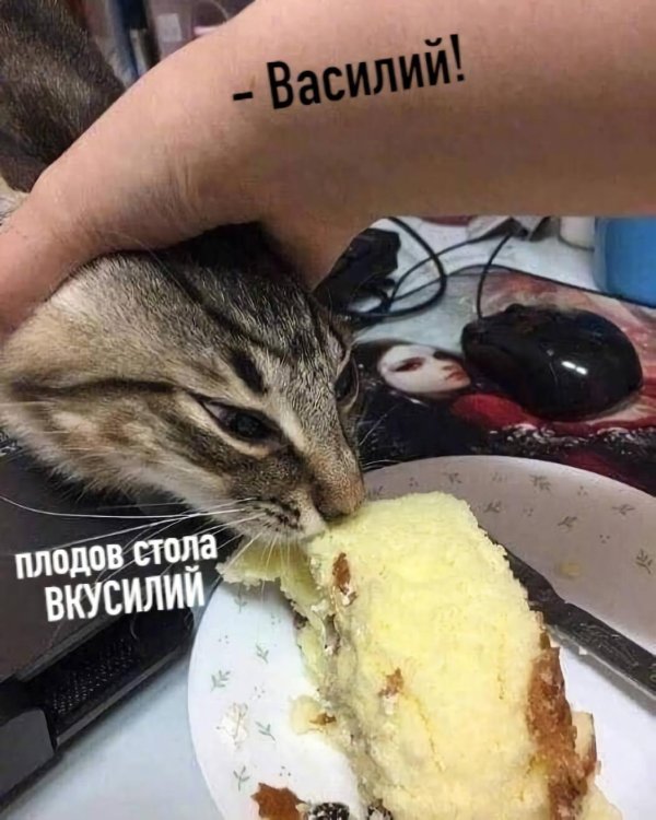 смешные котики милые
