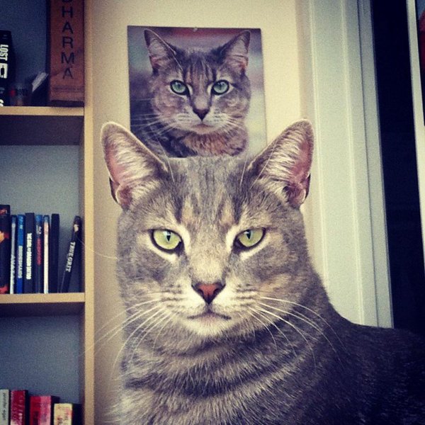 кошка прикольная