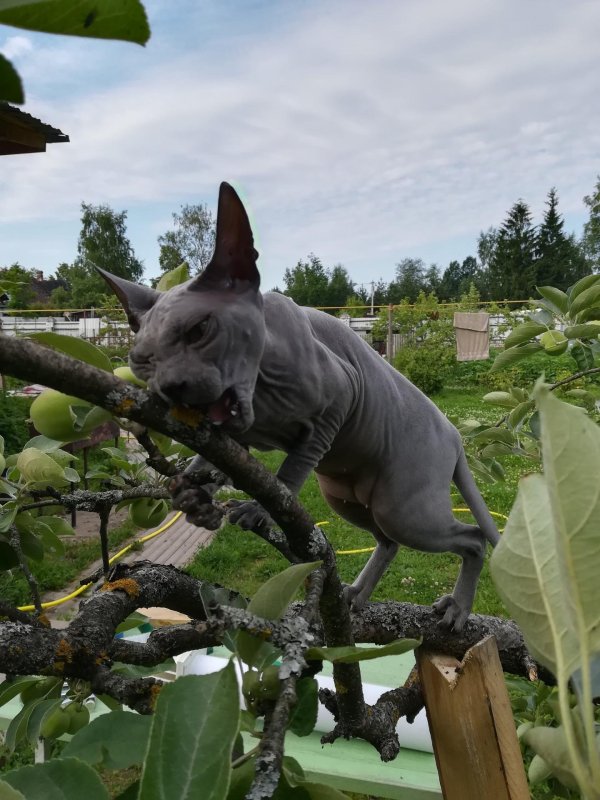 канадские сфинксы