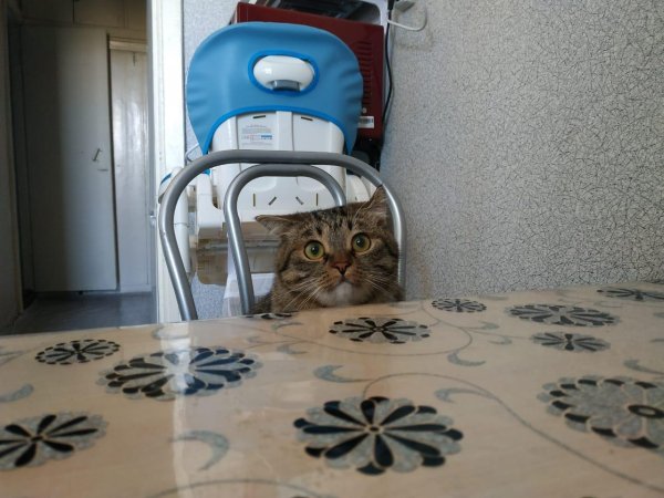 василий кот