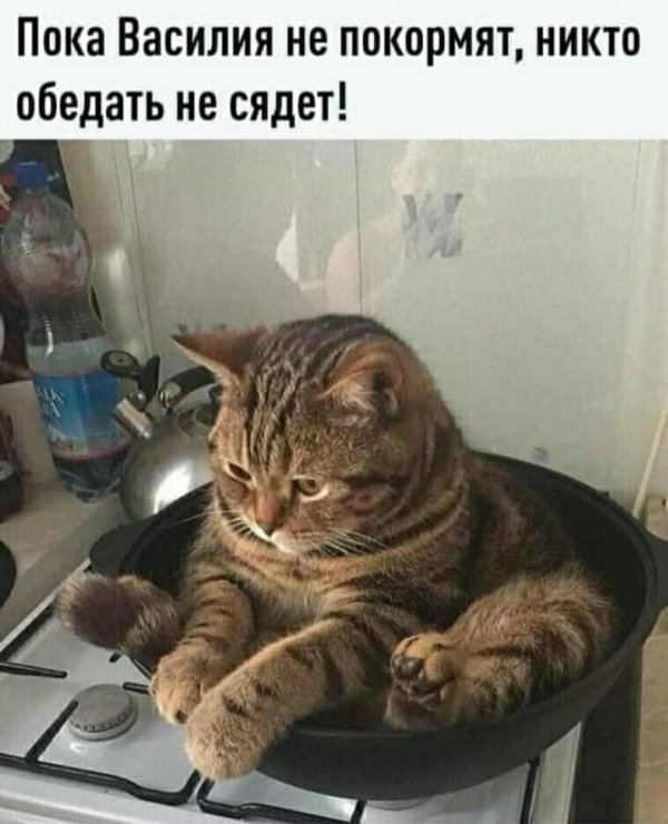 коты юмор