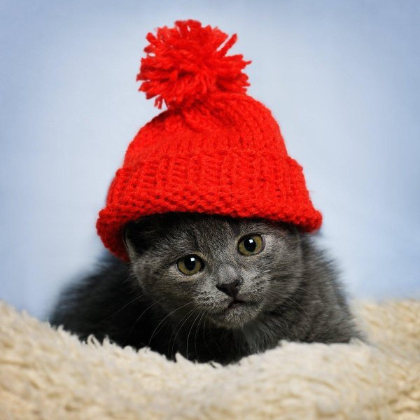 Котов в шапке