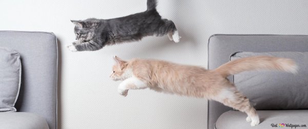 котенок прыгает