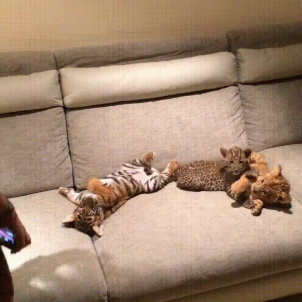 бенгальская котенок