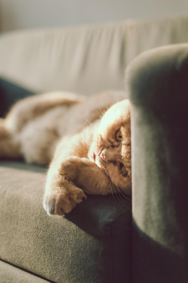 котик на диване