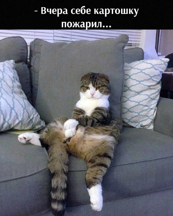 ленивые коты