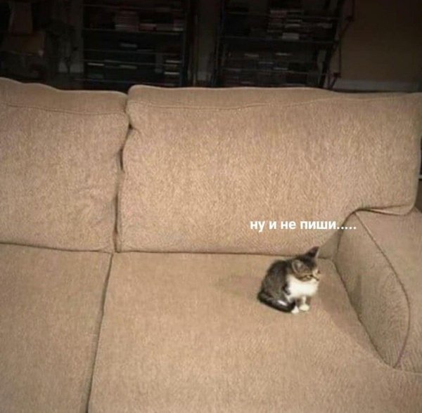 милые котики смешные