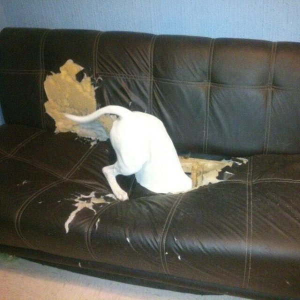 бультерьер собака