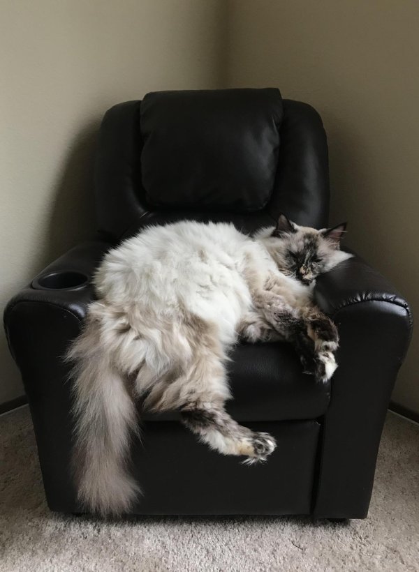 котик в кресле