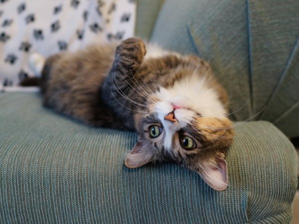 ленивые коты