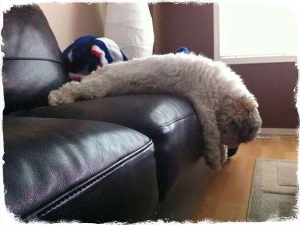 пудель стандартный