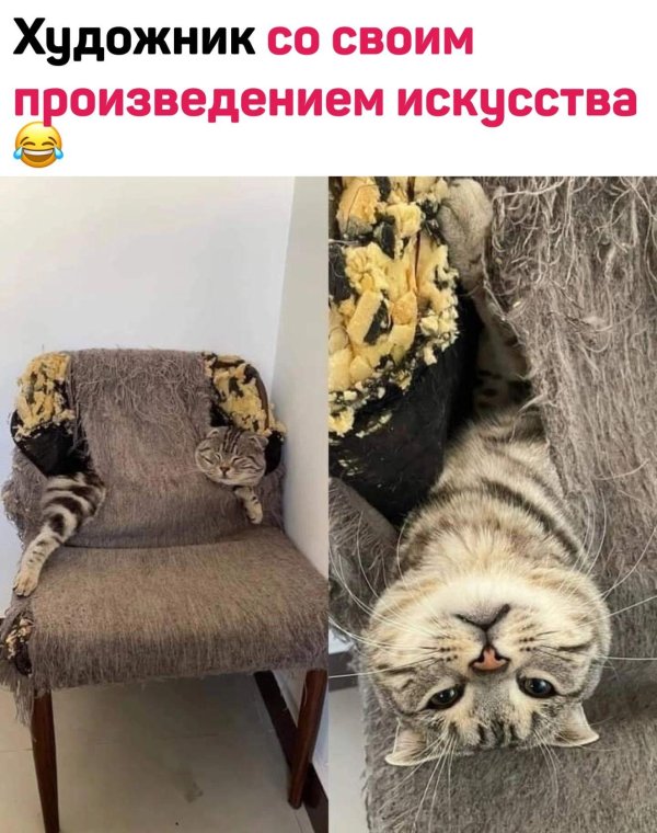 прикол с котами