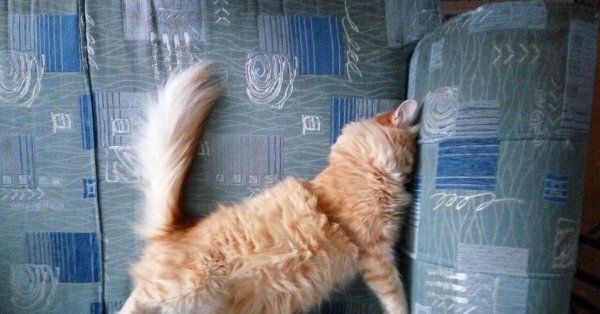Кот на диване