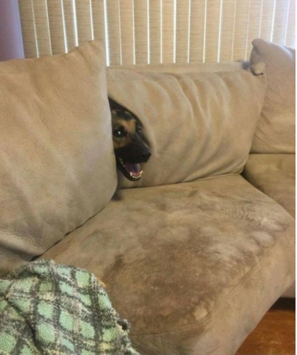 собака под диваном