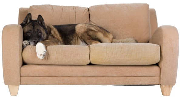 немецкая овчарка собака