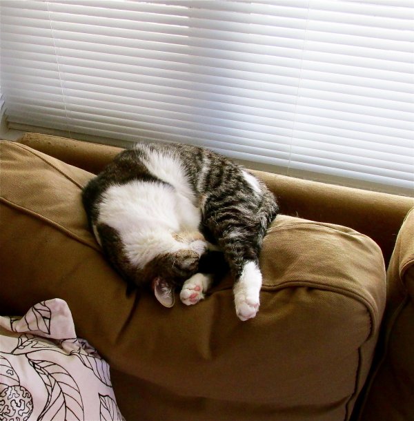 диван кошка